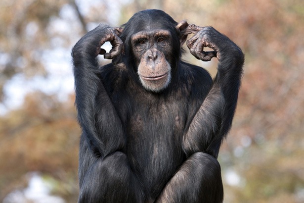 apen-chimpansees-drones-burgers-zoo-arnhem